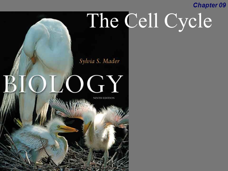 Sylvia mader biology 11th edition